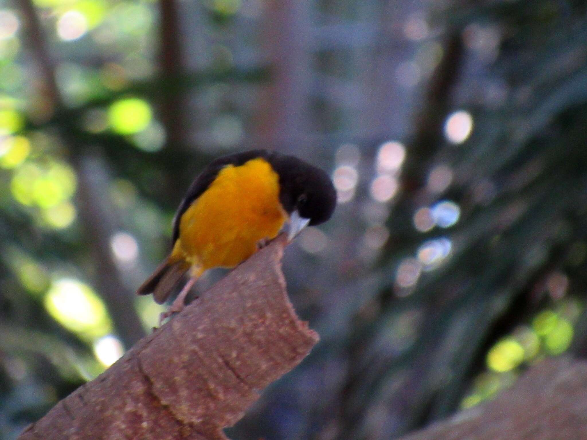 Image de Ploceus bicolor bicolor Vieillot 1819