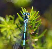 Image of Austrocoenagrion lyelli (Tillyard 1913)