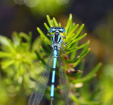 Image of Austrocoenagrion Kennedy 1920