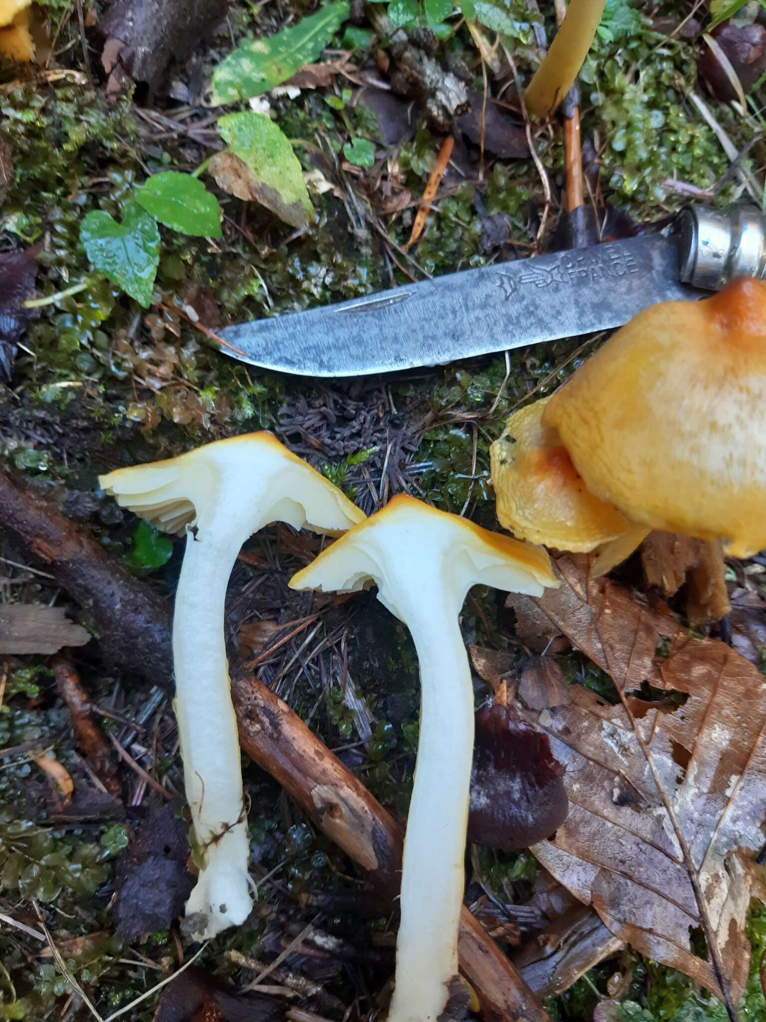 Image of Hygrophorus lucorum Kalchbr. 1874