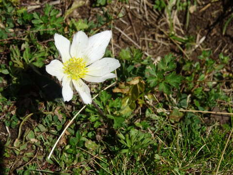 Image of Anemone baldensis subsp. baldensis