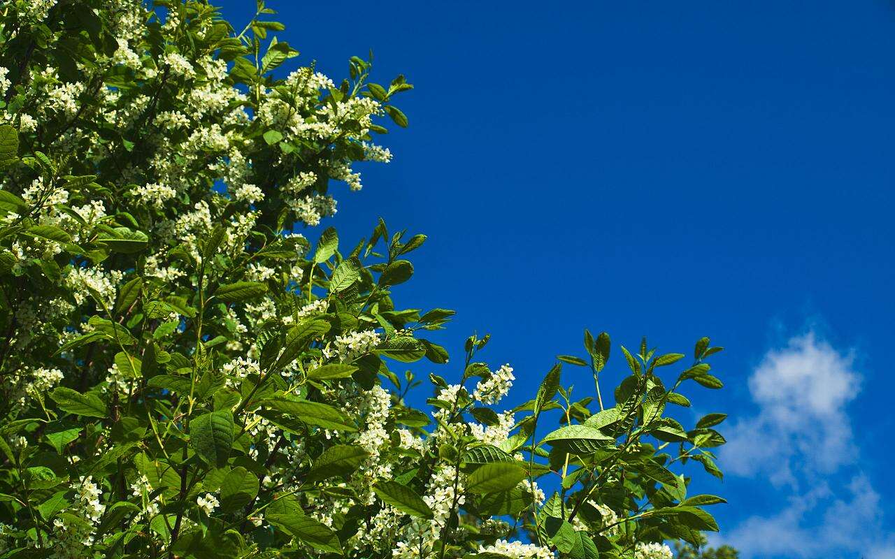 Image of Bird Cherry