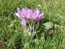Image of Autumn crocus
