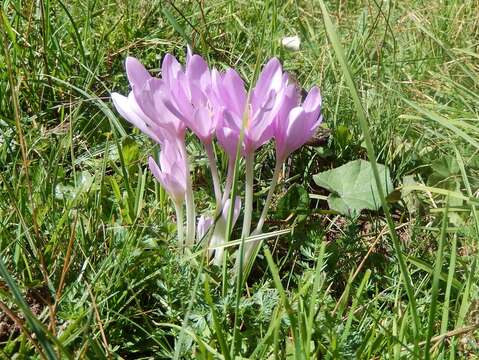 Image of Autumn crocus