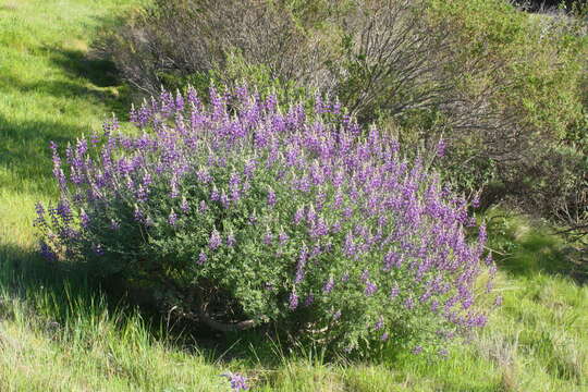 Lupinus albifrons var. albifrons的圖片