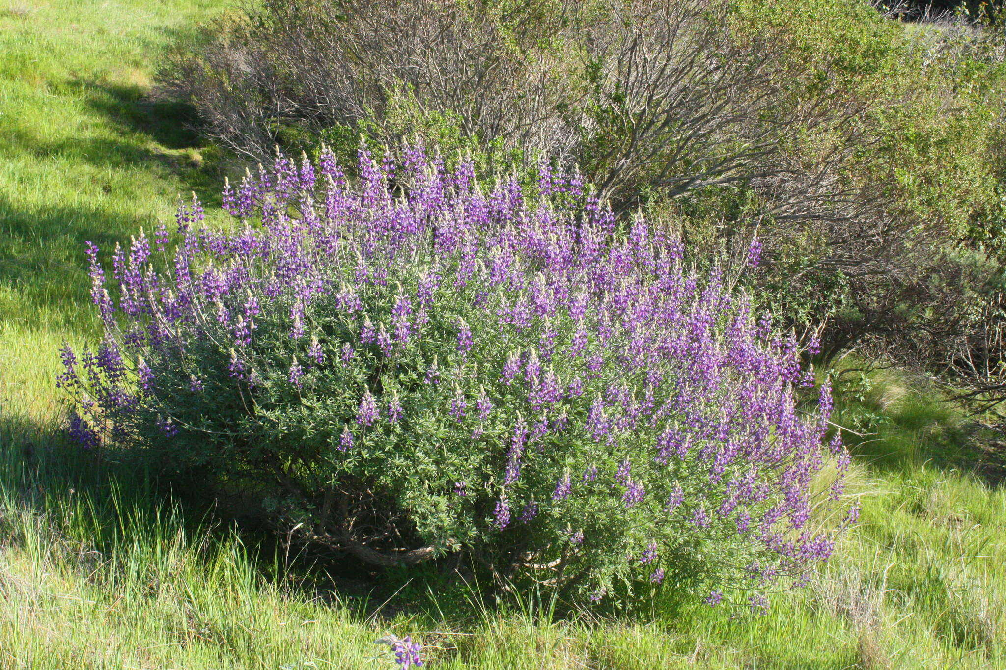 Image of silver lupine