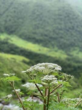 Image of Ligusticopsis