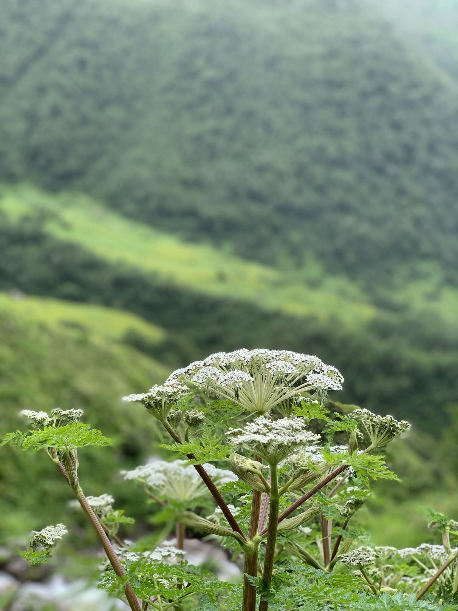 Imagem de Ligusticopsis