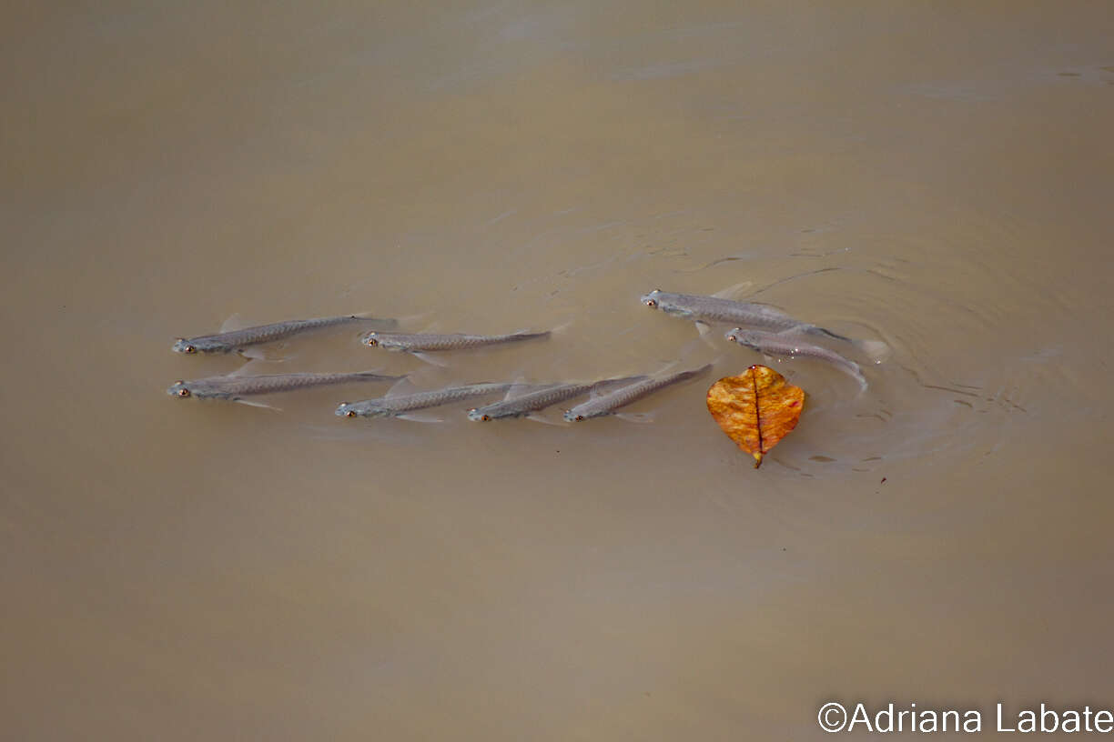 Image of Mud mullet