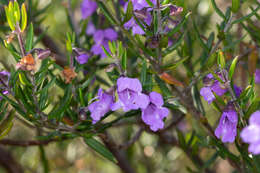 Image of Prostanthera scutellarioides (R. Br.) Druce