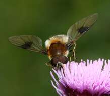 Leucozona lucorum (Linnaeus 1758) resmi