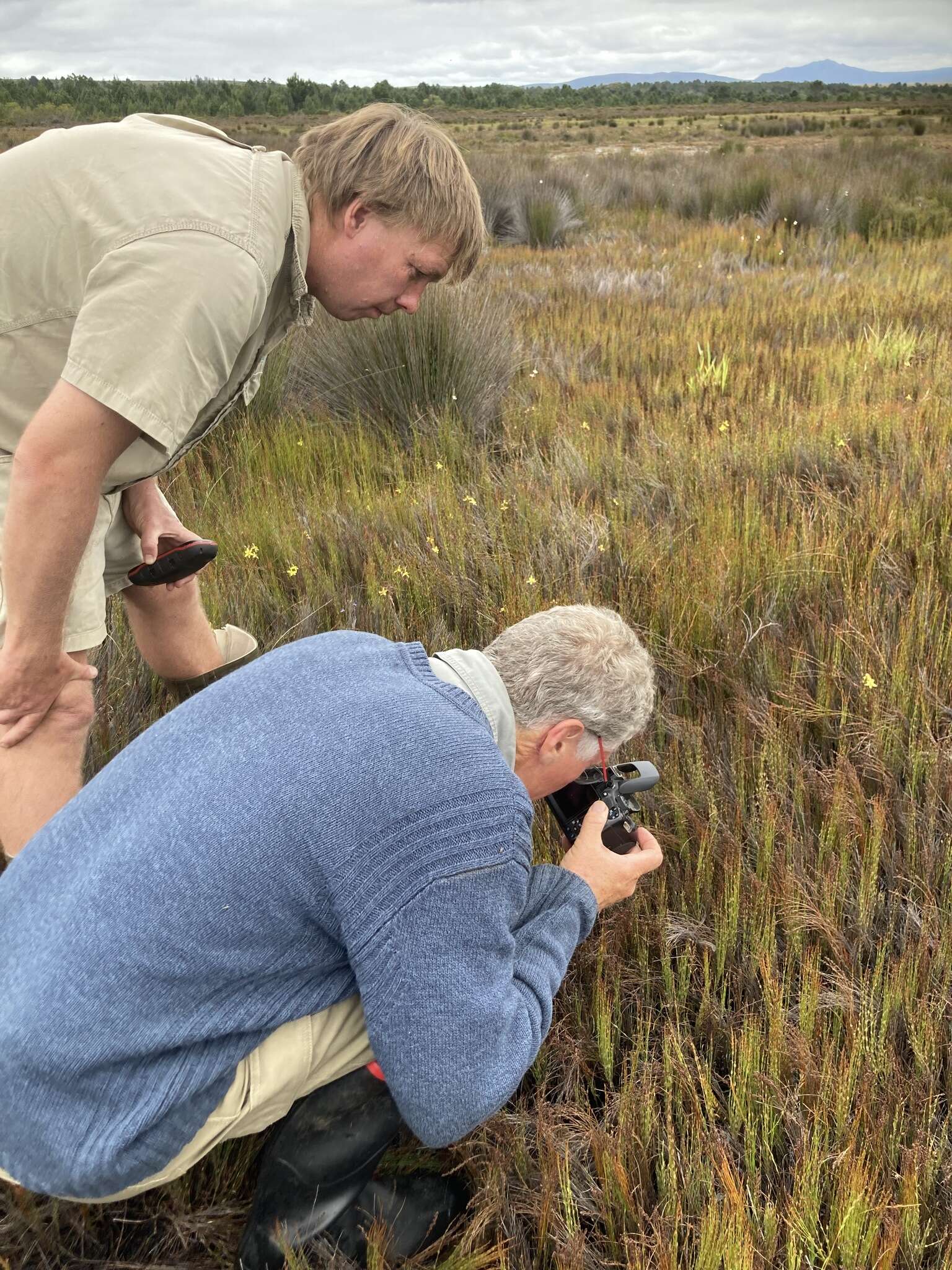 Image of Cape grass lizard