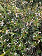 صورة Spyridium vexilliferum var. latifolium Benth.