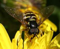 Plancia ëd Chrysotoxum arcuatum (Linnaeus 1758)