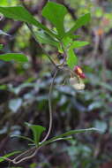 Image de Aristolochia cucurbitifolia Hayata