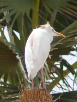 Image of Bubulcus Bonaparte 1855