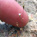 Image of pygmy linanthus