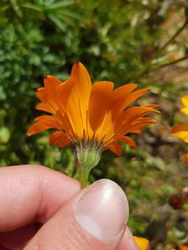 Image de Dimorphotheca sinuata DC.