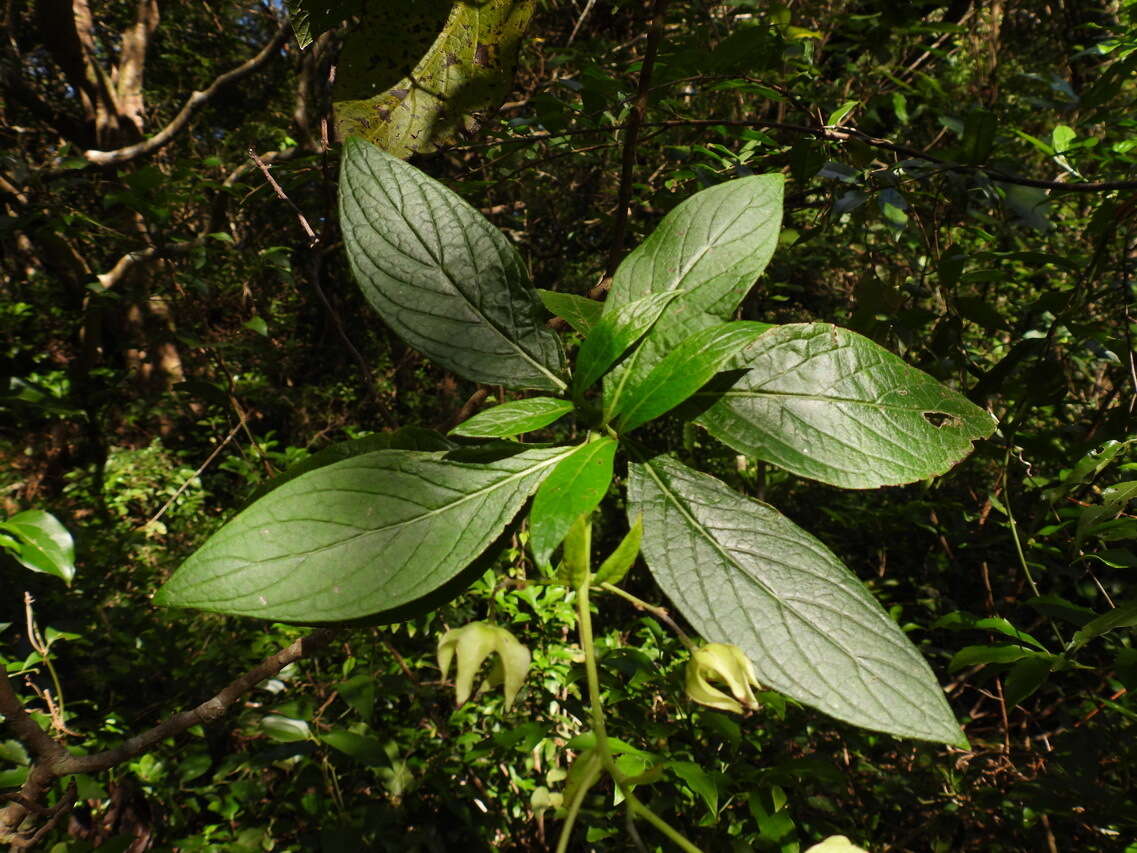 Image of Trichodesma calycosum var. formosanum (Matsum.) I. M. Johnst.