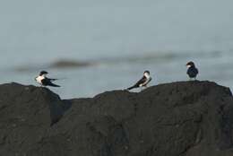 Hirundo smithii Leach 1818 resmi