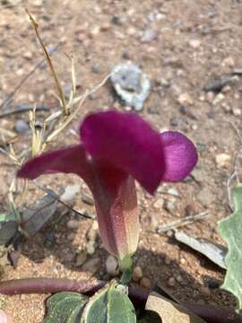 Image of Harpagophytum zeyheri subsp. zeyheri