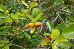 Image de Ochrosia elliptica Labill.