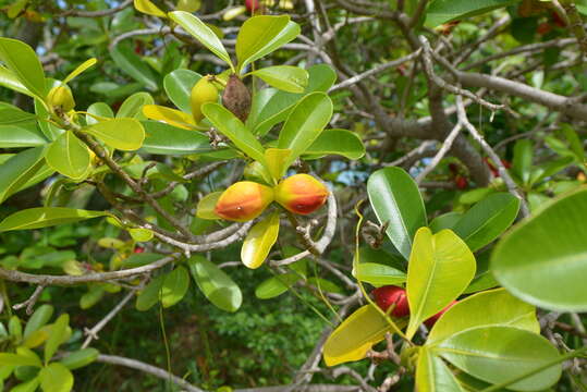 صورة Ochrosia elliptica Labill.