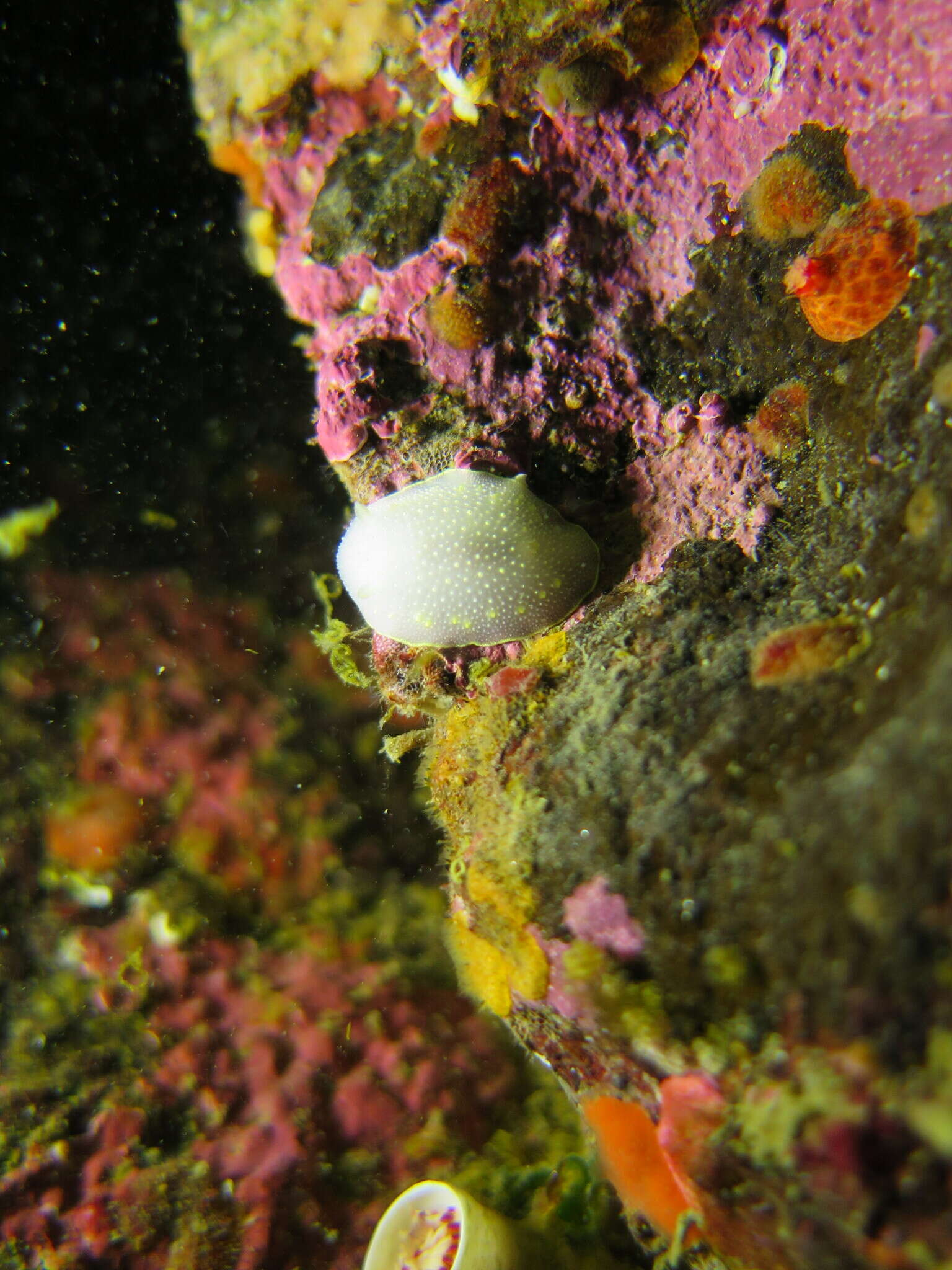 Image of Cadlina sylviaearleae Korshunova, Fletcher, Picton, Lundin, Kashio, N. Sanamyan, K. Sanamyan, Padula, Schrödl & Martynov 2020