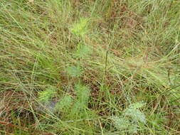 Image of ribbed mock bishopweed