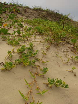 Image of Acicarpha bonariensis