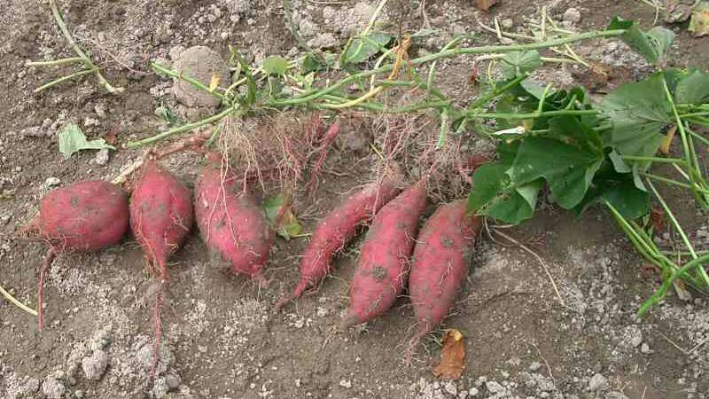 Image of sweet potato