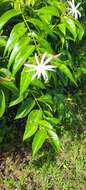 Image of angelwing jasmine