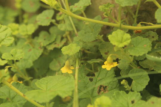 Image of Hermannia malvifolia N. E. Br.