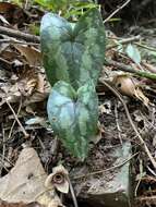 Image of Asarum yaeyamense Hatusima