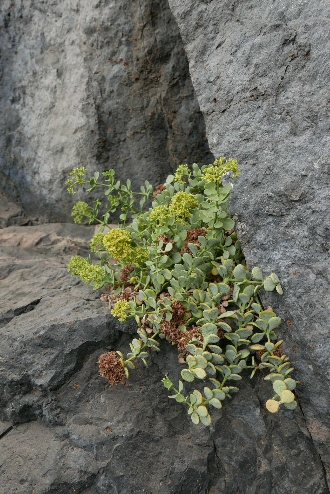 Image of Polycarpaea carnosa C. Sm.