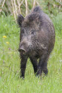 Imagem de Sus scrofa scrofa Linnaeus 1758