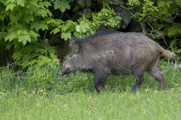 Imagem de Sus scrofa scrofa Linnaeus 1758