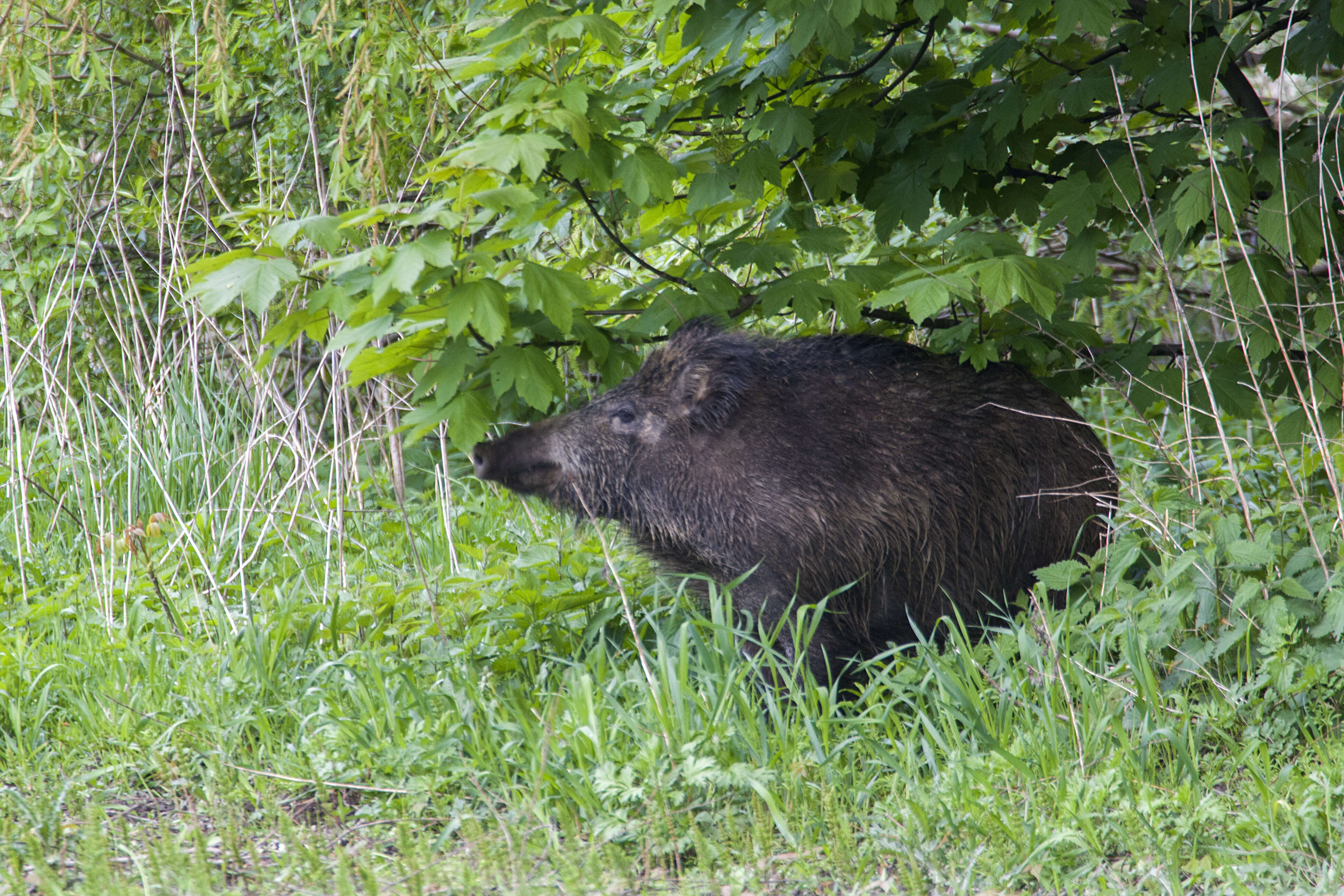 Imagem de Sus scrofa scrofa Linnaeus 1758