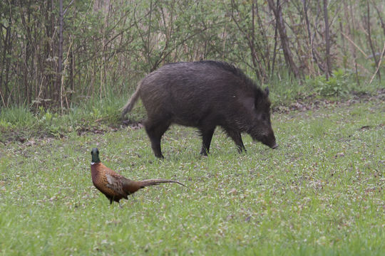Image of pig