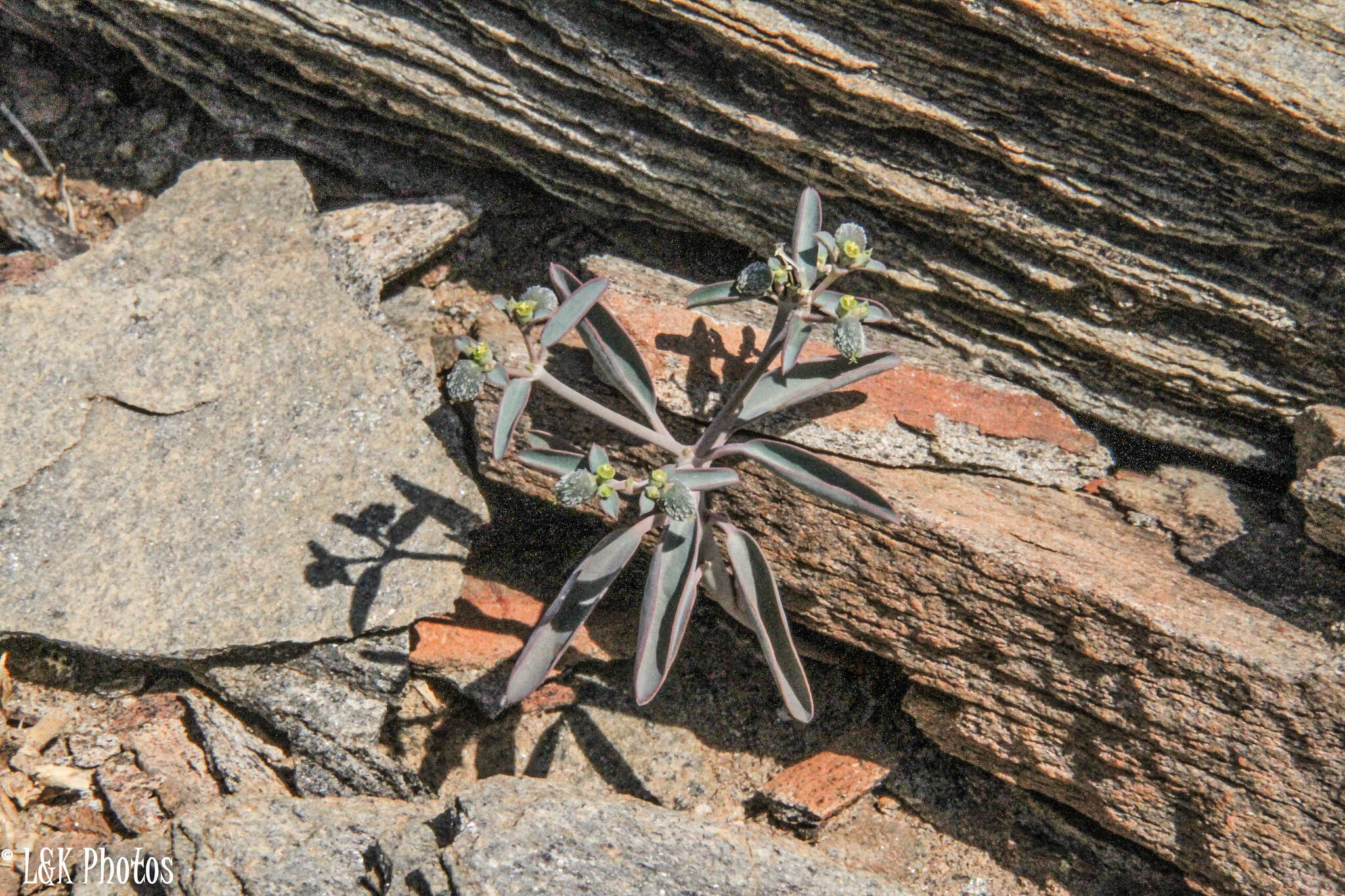Image of Euphorbia glanduligera Pax