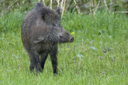 Imagem de Sus scrofa scrofa Linnaeus 1758