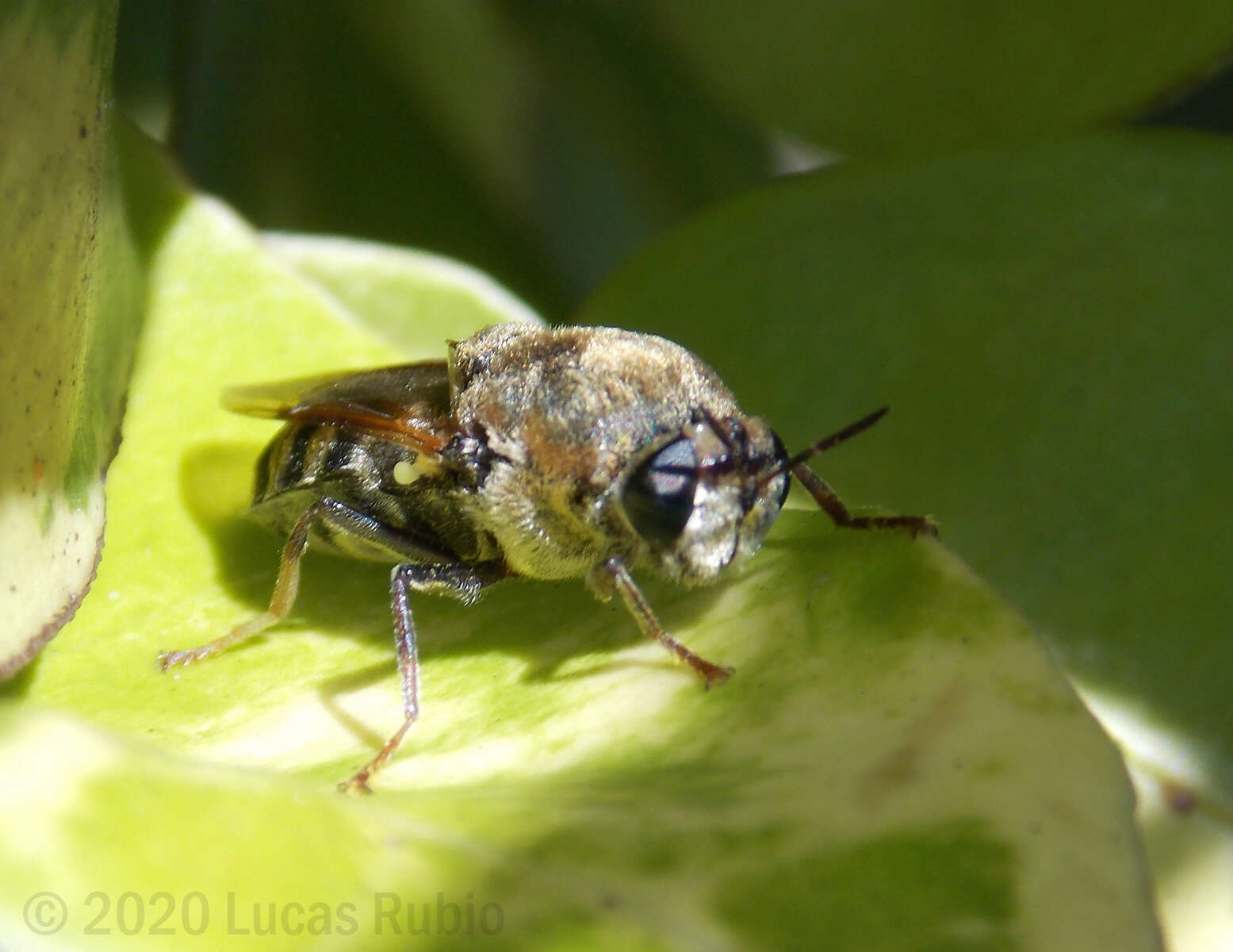 Image of Stratiomys constricta Walker 1860