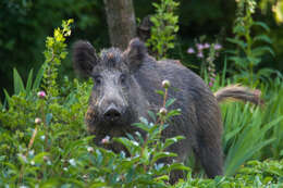 Imagem de Sus scrofa scrofa Linnaeus 1758