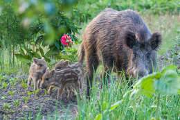 Imagem de Sus scrofa scrofa Linnaeus 1758