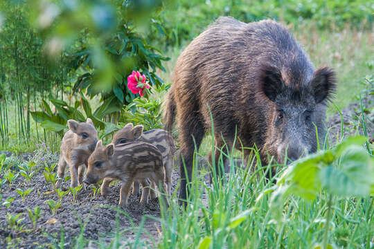 Imagem de Sus scrofa scrofa Linnaeus 1758