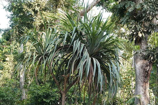 Image of Pandanus krauelianus K. Schum.