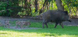 Image of Domestic Pig