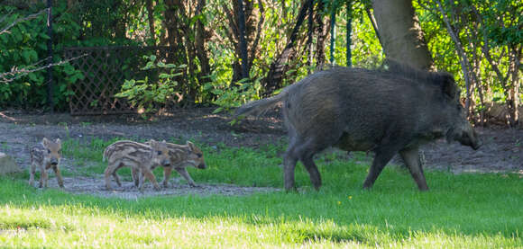 Imagem de Sus scrofa scrofa Linnaeus 1758