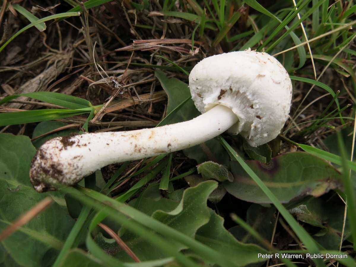 Image of Macrolepiota zeyheri Heinem. 1962