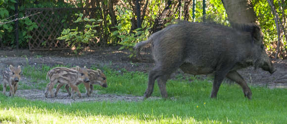 Imagem de Sus scrofa scrofa Linnaeus 1758